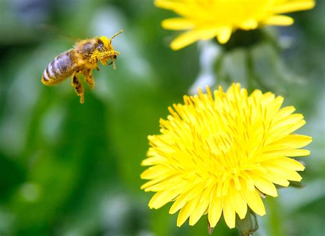 Dandelion Crayon Gets an Early Retirement From Crayola - The New York Times