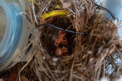 Baby Bird Nest - Free photo on Pixabay - Pixabay