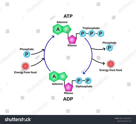 254 Adenosine Diphosphate Images, Stock Photos & Vectors | Shutterstock