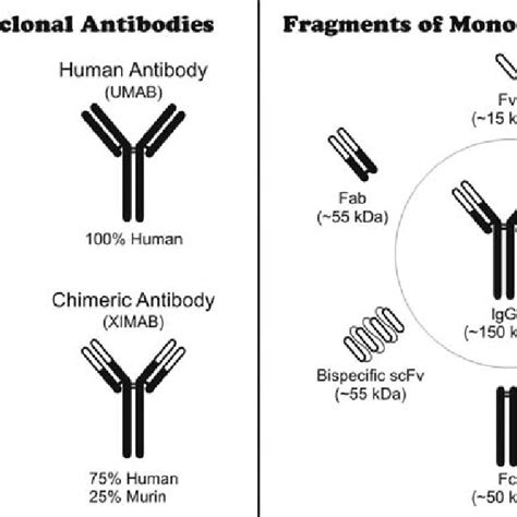 Types and fragments of monoclonal antibodies. | Download Scientific Diagram