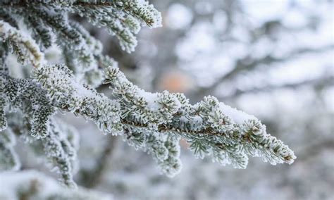 First Snow in Maryland: The Earliest & Latest First Snows on Record - A ...