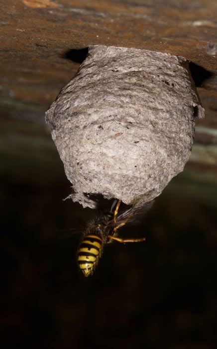 Wasps Nest Removal | Midlands Wasp Nest Removal | Complete Pest Control