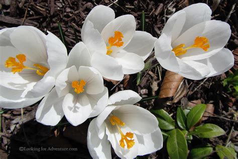 White Crocus Flower Photo