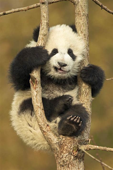 Watch as adorable baby panda wrestles with a tree he is stuck in