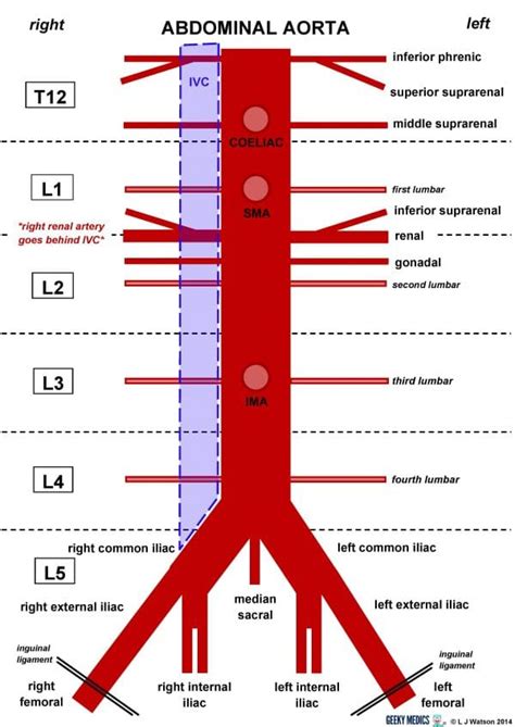 Abdominal Aorta | Geeky Medics