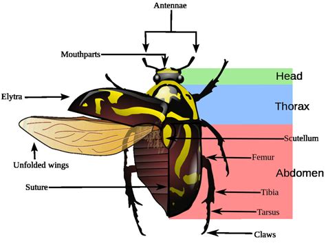 All about beetles - Welcome Wildlife