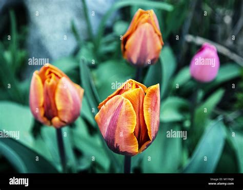 Beautiful orange tulips in the garden. Spring theme. Blue photo filter Stock Photo - Alamy