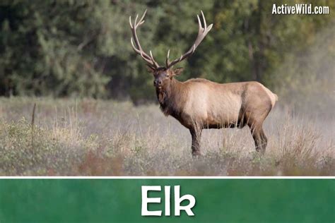 Elk Facts, Pictures & Information: An Iconic North American Species