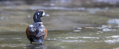 Male Harlequin Duck - Flathead Audubon Society