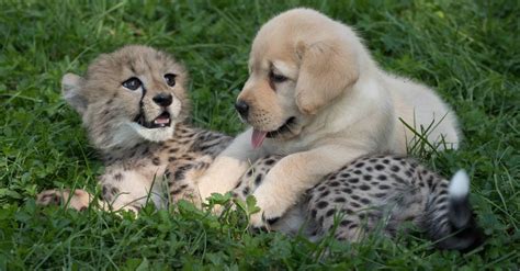 Labrador Puppy Hugs Recovering Cheetah Cub As He Helps Nurse Him Back To Health