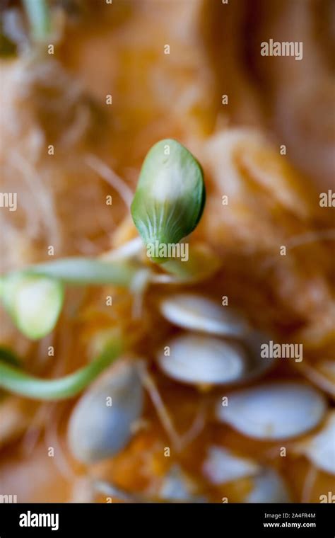 Sprouting pumpkin seeds and fibrous strands within cut pumpkin. Shallow Depth of Field Stock ...