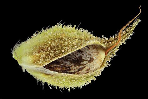 Cannabis Sativa Seed Photograph by Antonio Romero/science Photo Library ...