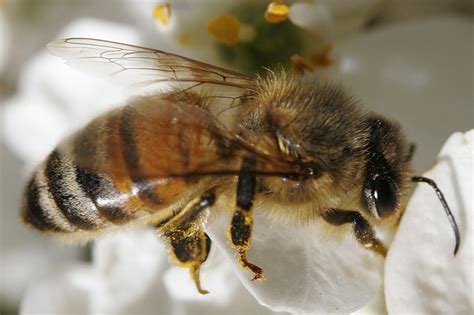 Honey Bee on a Mock Orange Bush - Astrophography