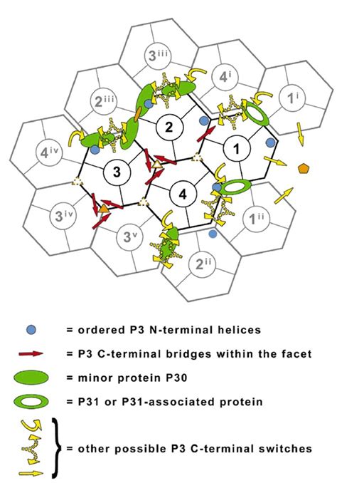 Stabilizing interactions in the capsid.Schematic of an asymmetric unit ...