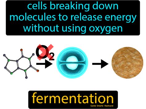 Fermentation - Easy Science | Fermentation, Molecules, Easy science