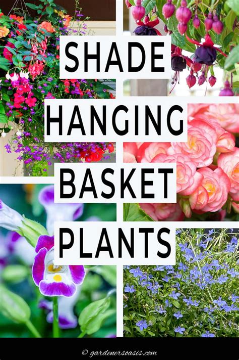 Best Hanging Basket Plants For Shade