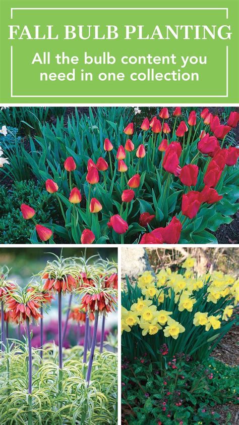 Fall Bulb Planting: Everything You Need to Know for a Spectacular ...