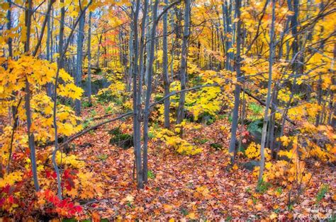 Fall Foliage in Quebéc - Travel To Eat | Fall foliage, Foliage, Quebec