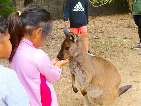 Moonlit Sanctuary Wildlife Conservation Park - My Aussie Travel Guide