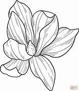 Magnolia Flower coloring Page  Free Printable Coloring Pages sketch template