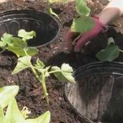 How to Plant Squash - Fine Gardening