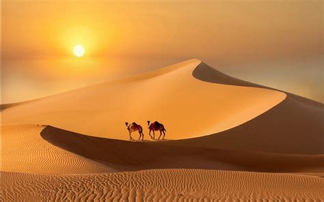 Camel Desert Sunset Wallpaper