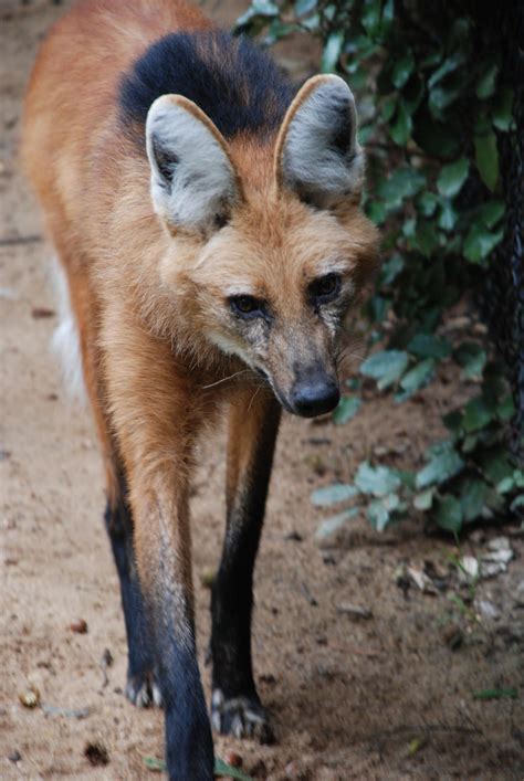 MickeyxxFoxy [maned wolf pups]