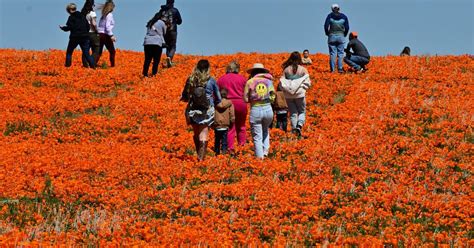 Wildflower super bloom returns to California after rainy winter - CBS News