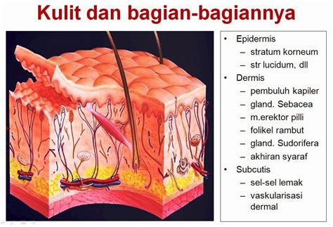 Kumpulan Kasus Medis: Penyembuhan Luka