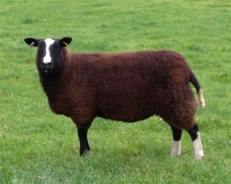 ZSA Southern Ireland Zwartbles Sheep Association AGM | zwartblesireland.com