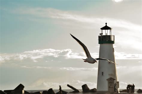 Santa Cruz Breakwater Lighthouse | and a seagull | Elena Shulepov | Flickr