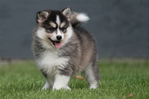 POA - The Pomsky Owners Association