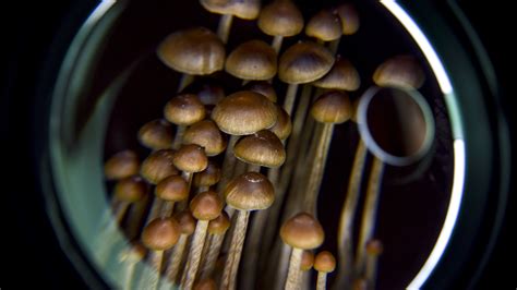 Growing Psilocybin Mushrooms