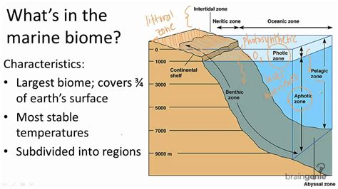 18.1.2 What's in the marine biome - YouTube