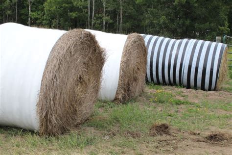 Making the most of low hay yields - Dairy Producer