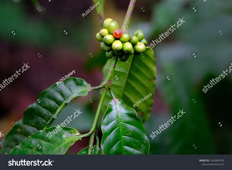 Robusta Coffee Plantation Indonesia Raw Coffee Stock Photo 1260904765 ...