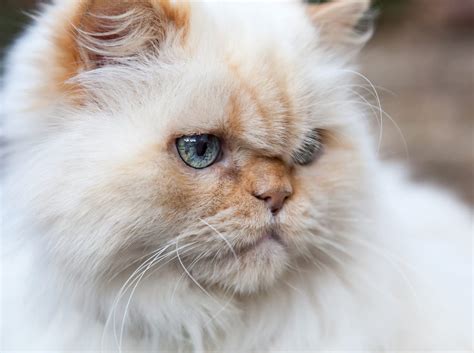 Himalayan Cat - Himalayan Kittens - Himalayan Cat Breed