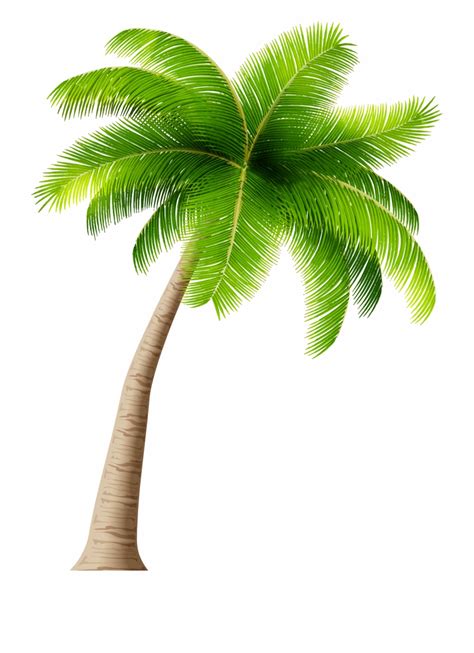 palm tree clipart no background 10 free Cliparts | Download images on Clipground 2024