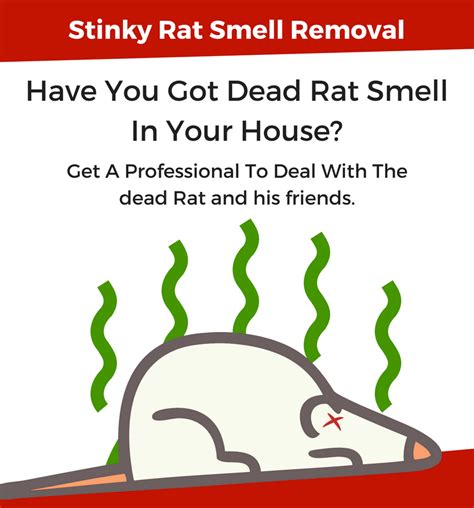 Stinky Dead Rat Removal - Stinky Rodents Removed across Perth