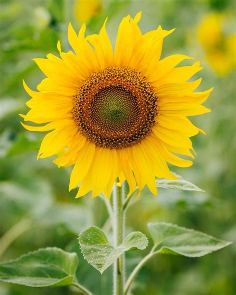 SUNSPOT DWARF SUNFLOWER helianthus Annuus Yellow | Etsy