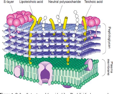 Figure 2 from Lactobacillus acidophilus cell structure and application | Semantic Scholar
