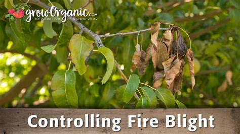 How to Treat & Prevent Fire Blight in Your Organic Orchard