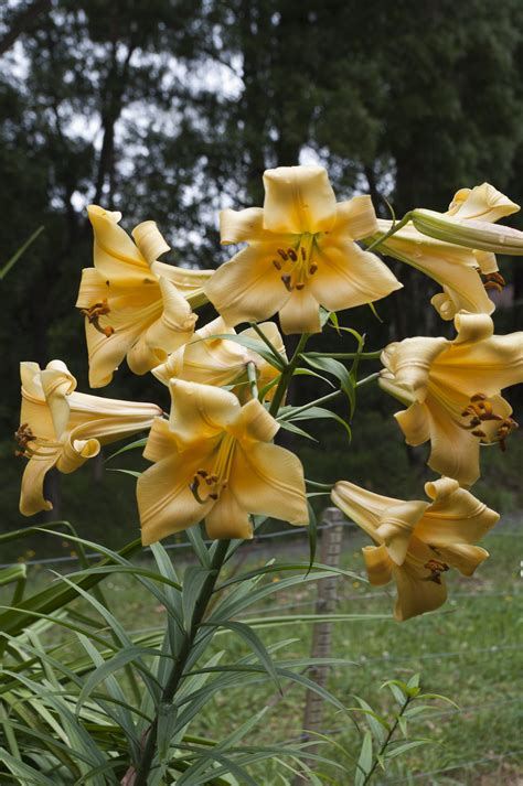 A daffodil farmers year.: Trumpet Lilies