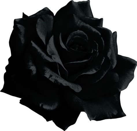 Black Flower Emoji Copy Paste | Best Flower Site