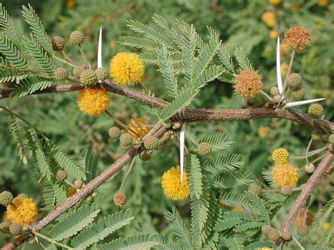 35 Acacia Farnesiana Mimosa ~ Sweet Acacia ~ Mealy Wattle ~ Needle Bus ...