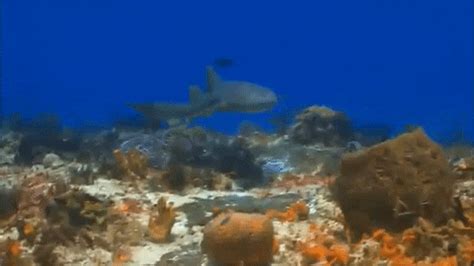 Coral Reef Shark GIF by Oceana - Find & Share on GIPHY