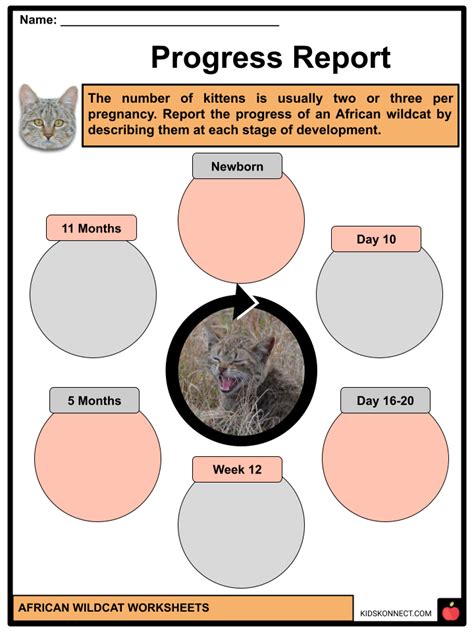 African Wildcat Worksheets & Facts | Taxonomy, Anatomy, Habitat