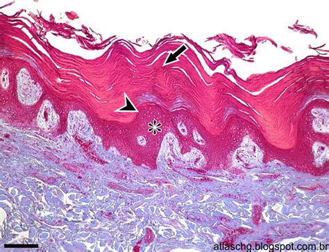 Atlas de Citologia e Histologia: Tecido epitelial de revestimento