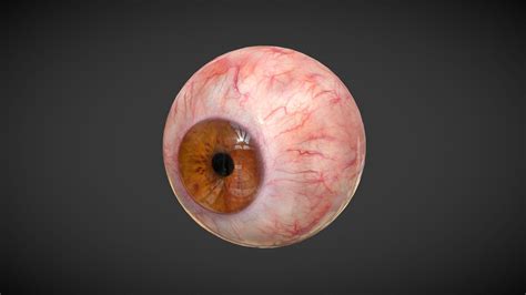 Human Eye (animated, photorealistic textures)- 3D Model by docgfx | Facial anatomy, Geometry ...