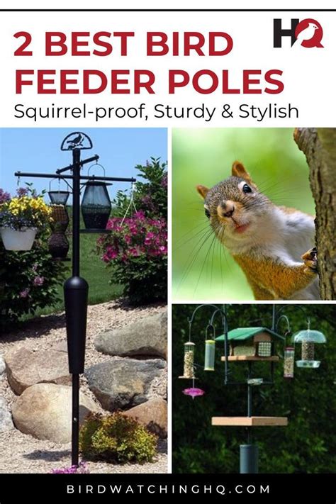 9 BEST Bird Feeder Poles of 2024! (ALL price ranges) | Bird feeder poles, Squirrel proof bird ...